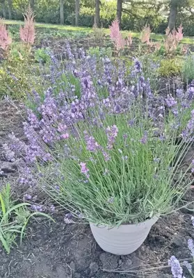 Лаванда узколистная Хидкот (Hidcote)