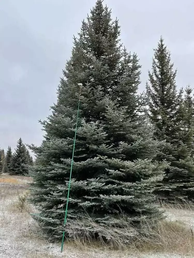 Ель колючая Глаука (Glauca)