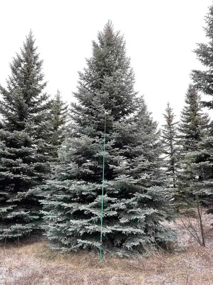 Ель колючая Глаука (Glauca)