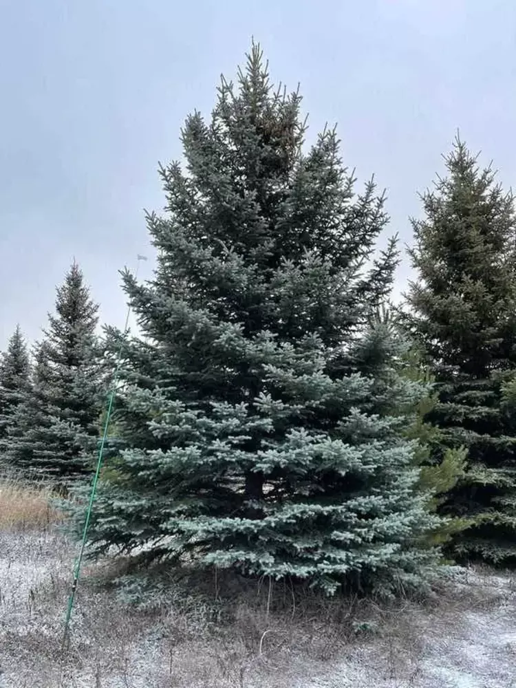 Ель колючая Глаука (Glauca)