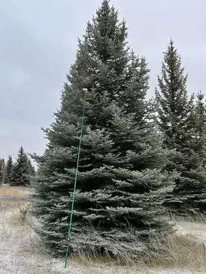 Ель колючая Глаука (Glauca)