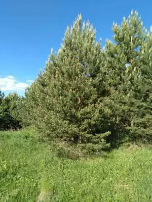 Сосна обыкновенная