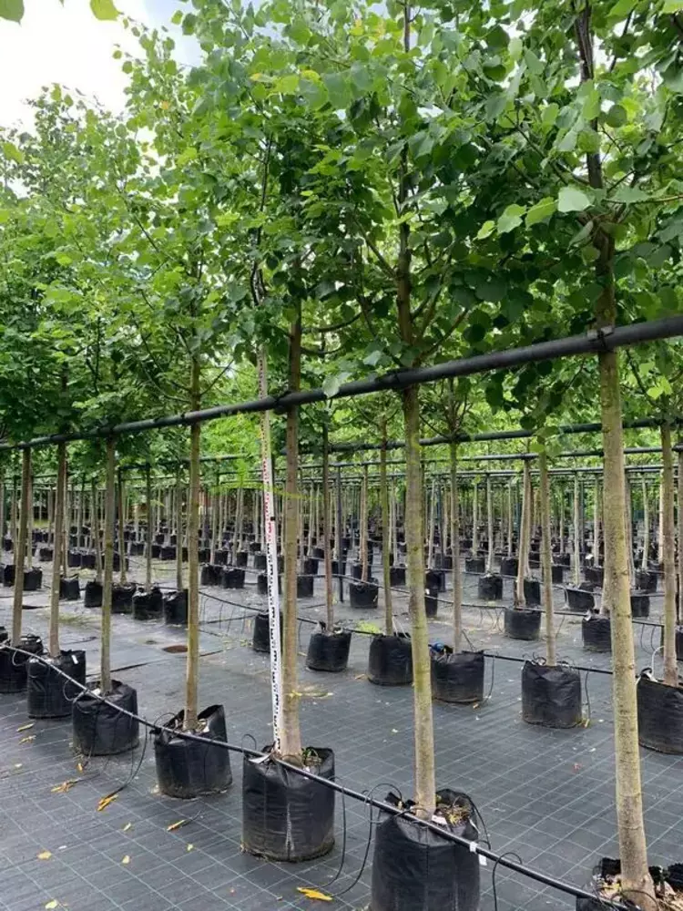 Липа мелколистная Гринспаер (Greenspire)