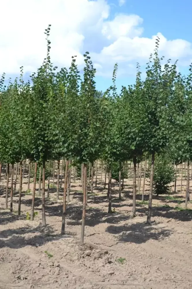 Липа мелколистная Гринспаер (Greenspire)