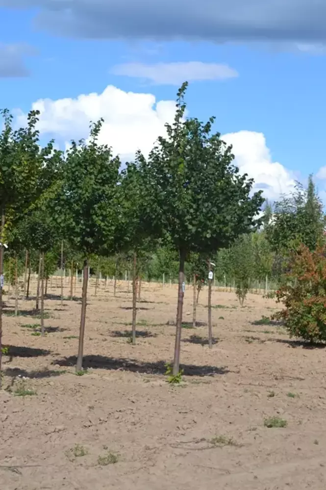 Липа мелколистная Гринспаер (Greenspire)