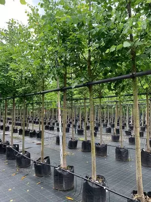 Липа мелколистная Гринспаер (Greenspire)